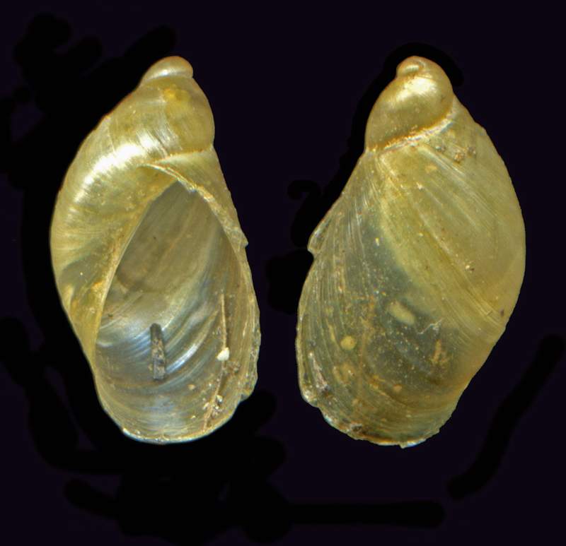 Succineidae Oxyloma elegans  Fiume magra